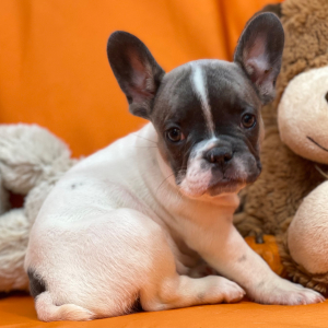French Bulldog Puppy Shake And Bake