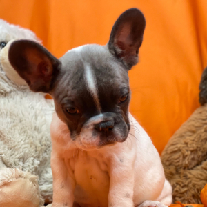 French Bulldog Puppy Shake And Bake