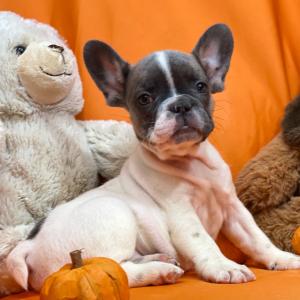French Bulldog Puppy Shake And Bake