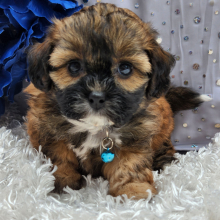 Shihpoo Puppy Earl