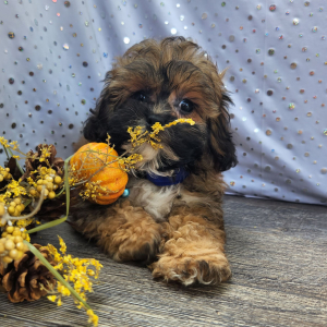 Shihpoo Puppy Earl