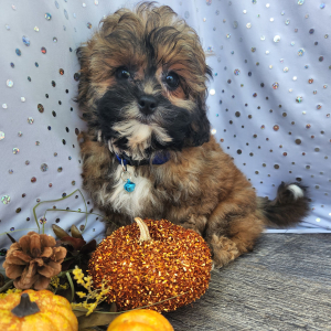 Shihpoo Puppy Earl