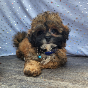 Shihpoo Puppy Earl