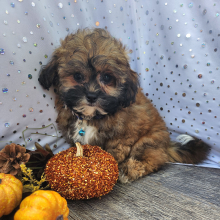 Shihpoo Puppy Earl