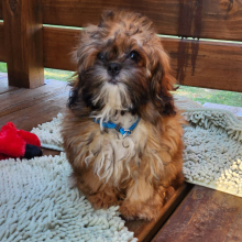 Shihpoo Puppy Earl
