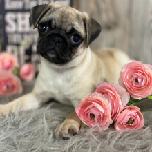 Pug Puppy Lanie
