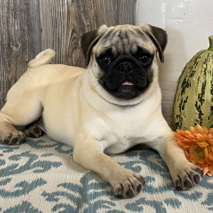 Pug Puppy Lanie