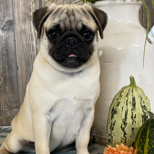 Pug Puppy Lanie