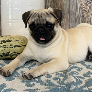 Pug Puppy Lanie
