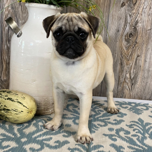 Pug Puppy Lanie