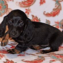 Dachshund Puppy Tutu