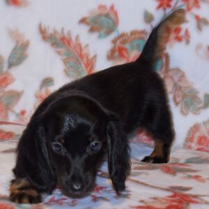 Dachshund Puppy Tutu