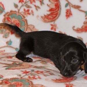 Dachshund Puppy Tutu