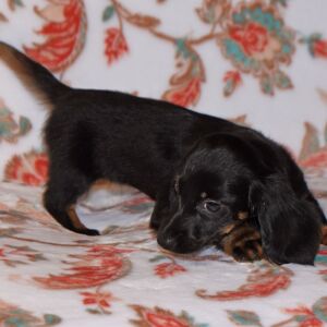 Dachshund Puppy Tutu