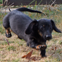 Dachshund Puppy Tutu