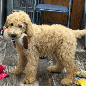 Goldendoodle Puppy Axel