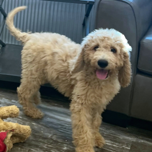 Goldendoodle Puppy Axel