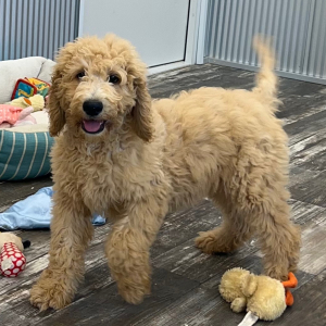 Goldendoodle Puppy Axel