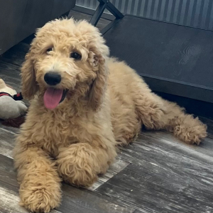 Goldendoodle Puppy Axel