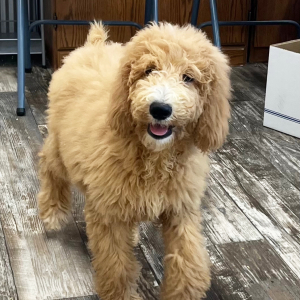 Goldendoodle Puppy Anna
