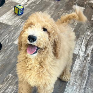Goldendoodle Puppy Anna