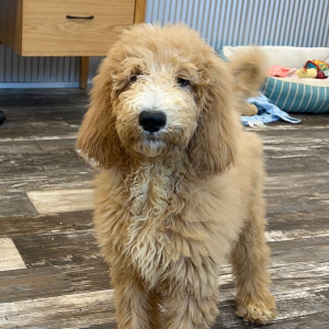 Goldendoodle Puppy Anna