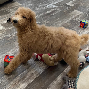 Goldendoodle Puppy Anna