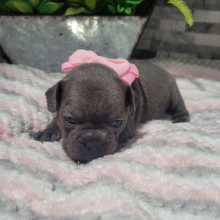 French Bulldog Puppy Haley