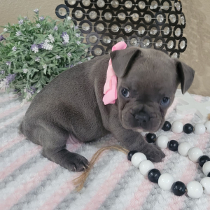 French Bulldog Puppy Haley