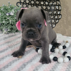 French Bulldog Puppy Haley