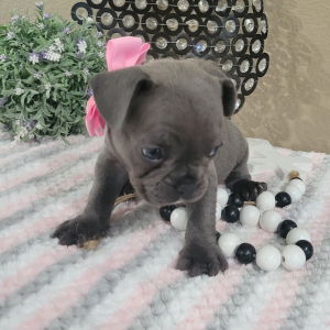 French Bulldog Puppy Haley