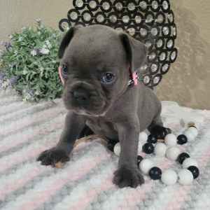 French Bulldog Puppy Haley