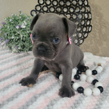French Bulldog Puppy Haley