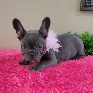 French Bulldog Puppy Haley