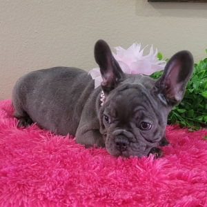 French Bulldog Puppy Haley