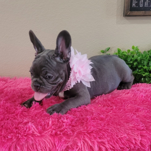 French Bulldog Puppy Haley
