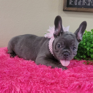 French Bulldog Puppy Haley