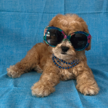 Cavapoo Puppy Ducati