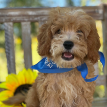 Cavapoo Puppy Ducati