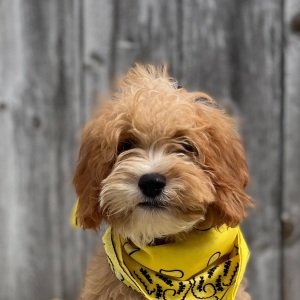 Cavapoo Puppy Ducati