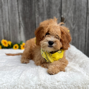 Cavapoo Puppy Ducati
