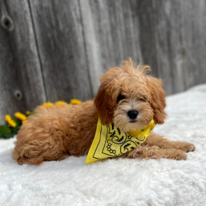 Cavapoo Puppy Ducati
