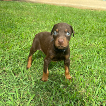 Doberman Pinscher Puppy Rogue
