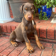 Doberman Pinscher Puppy Rogue