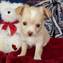 Chihuahua Puppy Bentley