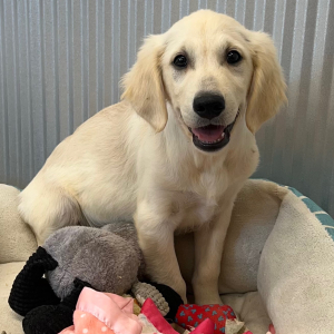 Golden Retriever Puppy Drake