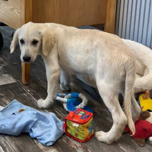 Golden Retriever Puppy Drake
