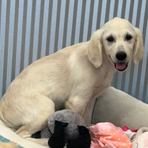 Golden Retriever Puppy Drake