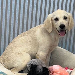 Golden Retriever Puppy Drake