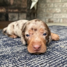 Dachshund Puppy Tim